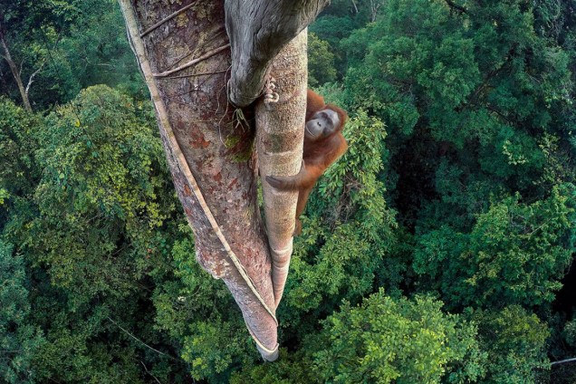 Grande ganhadora do prêmio "Wildlife Photographer of the Year" mostra orangotango escalando árvore em busca de abrigo na floresta