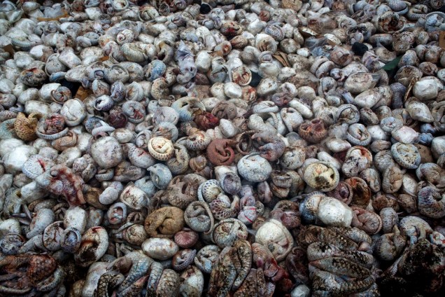 Na categoria de fotojornalismo, fotógrafo registra centenas de pangolins mortos, uma das espécies mais ameaçadas e traficadas no mundo, por causa de seu couro e carne
