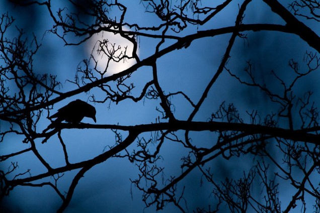 Jovens também participam do concurso: Garoto, de 16 anos, capturou pássaro empoleirado em uma árvore, em noite de lua cheia