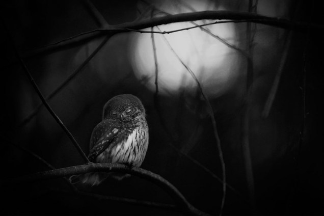 Categoria "preto-e-branco" mostra coruja fotografada em um bosque na cidade de Jönkoping, na Suécia