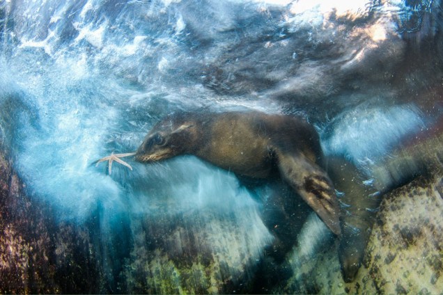 Fotógrafo registra leões marinhos curiosos, na Ilha de Espíritu Santo, México