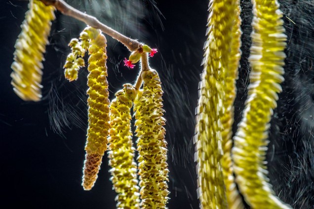 Através da técnica de longa-exposição, fotógrafo captura grãos de pólen caindo de pequenas flores na região de Possagno, na Itália