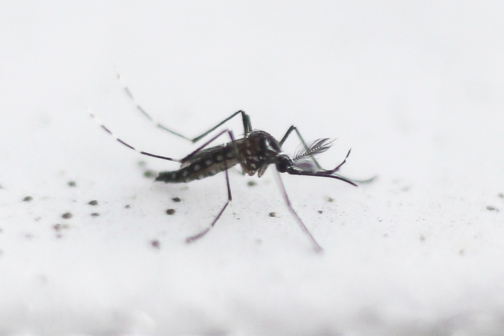O mosquito Aedes Aegypti, transmissor da dengue - 26/10/2016