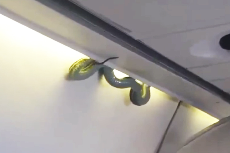 Cobra em avião no México