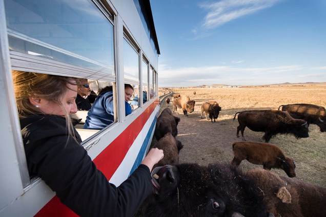 O passeio turístico mais popular em Cheyenne, capital de Wyoming, é o trem que passa pelo pasto do Terry Bison Ranch. No caminho, os visitantes pode dar ração aos bisões