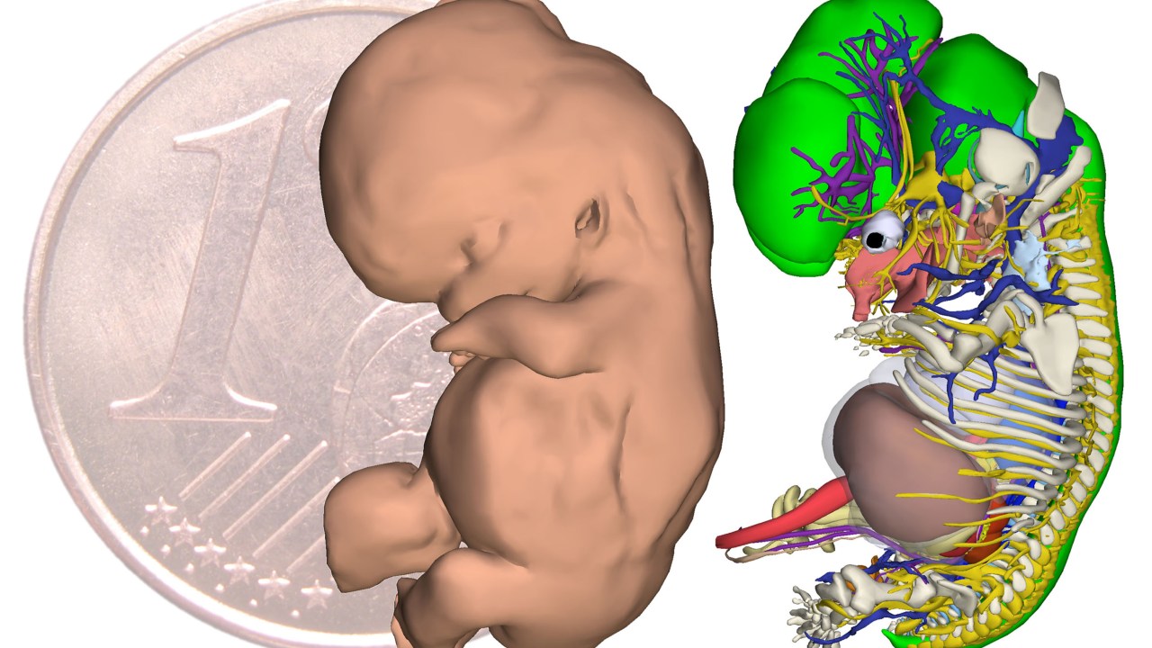 Reconstrução em 3D de um embrião humano com 9 semanas e meia (15,9 mm de comprimento). À esq., a pele, à dir., os órgãos