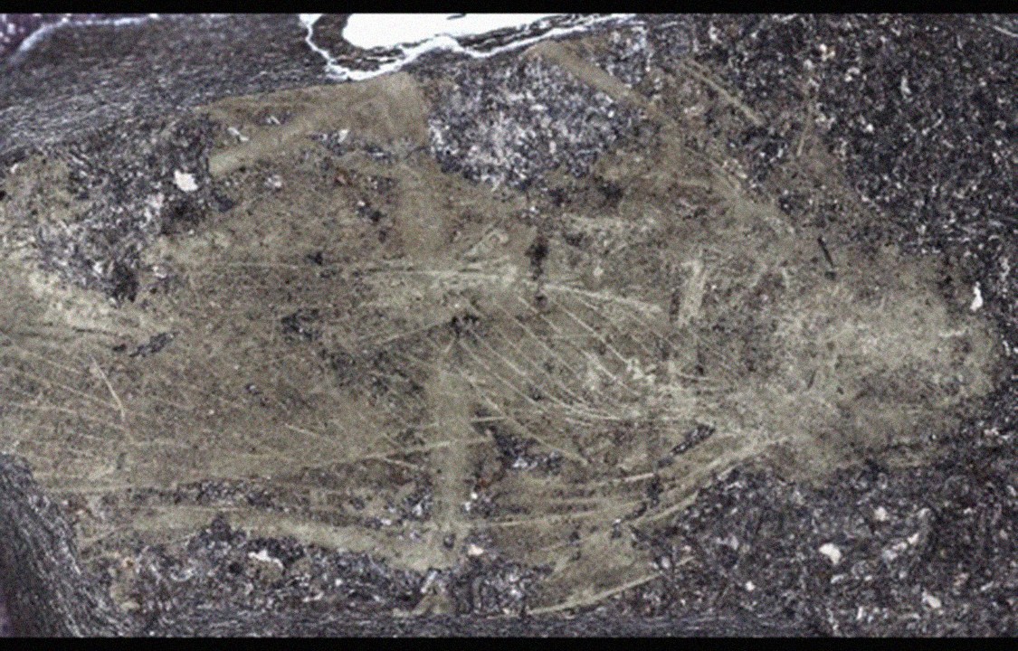 Fóssil de 300 milhões de anos de espécie de barata