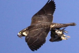 Solu&ccedil;&atilde;o contra pombos no Beira-Rio