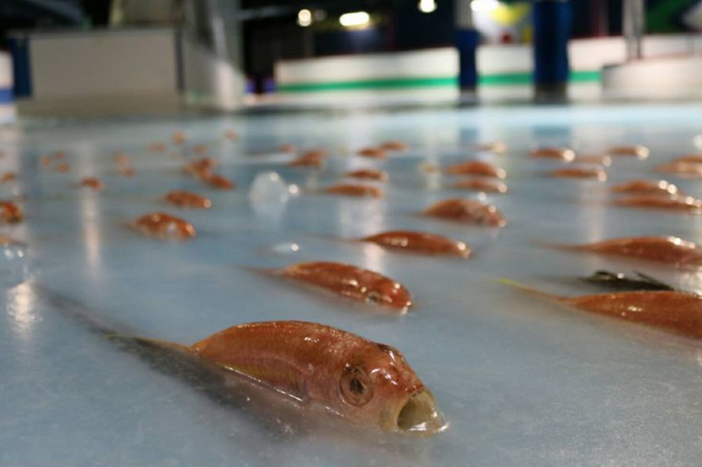 Parque exibe peixes congelados como atração