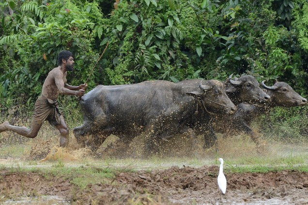 Fazendeiro usa búfalos para arar um campo em Horana, nos arredores de Colombo, no Sri Lanka