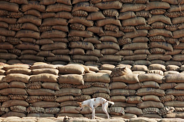 Cão fotografado sobre sacos de arroz em um mercado de grãos em Chandigarh, na India - 18/11/2016