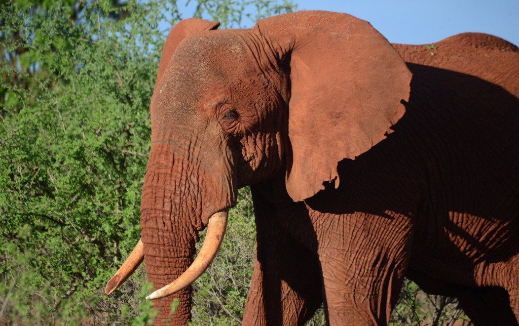 Elefante fêmea toma sol no parque nacional Tsavo-Leste, no Quênia