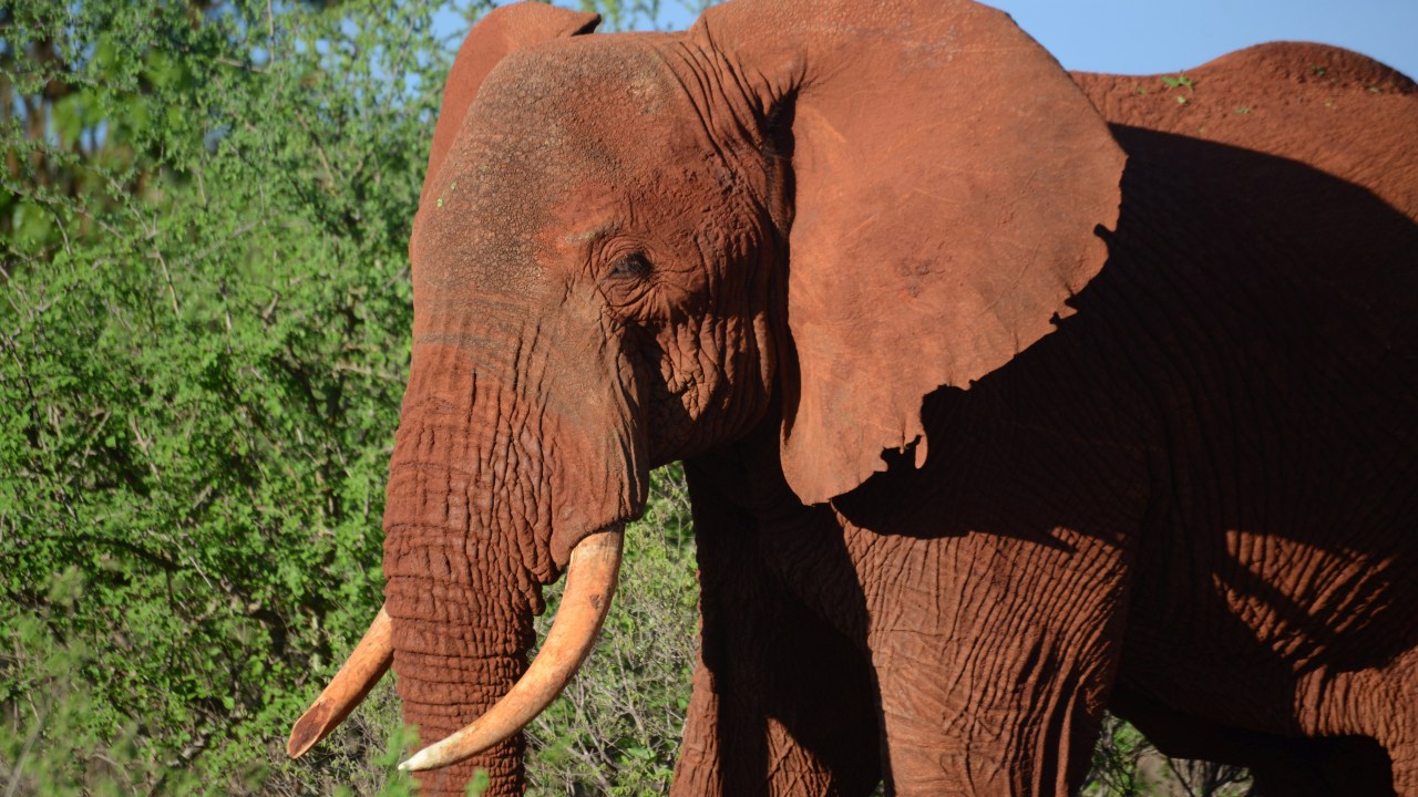 Elefante fêmea toma sol no parque nacional Tsavo-Leste, no Quênia