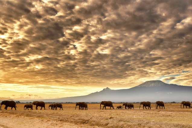 Rebanho de elefantes caminham no Parque Nacional de Amboseli, localizado na província do Vale do Rift, no Quênia - 03/11/2016