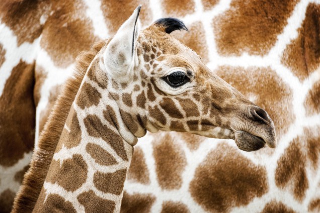 Girafa recém-nascida é apresentada pela primeira vez ao público no zoológico de Artis em Amsterdã, na Holanda - 21/11/2016