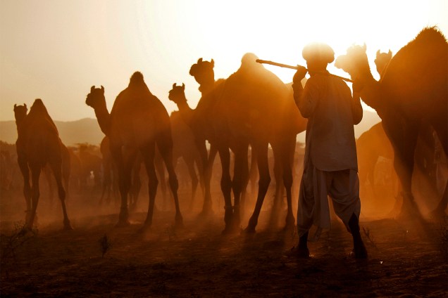 Comerciante orienta camelos que serão vendidos no estado de Rajasthan, na Índia - 07/11/2016