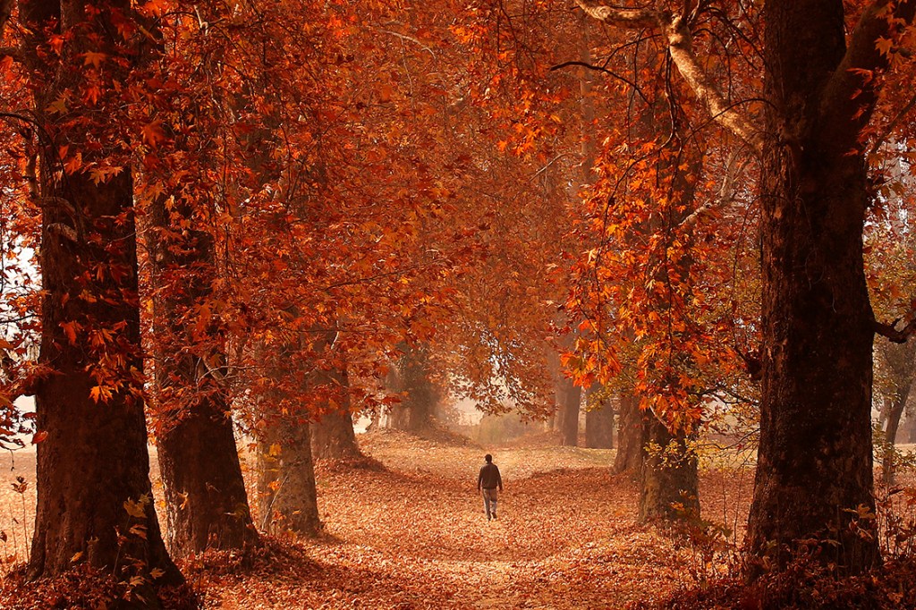 Homem caminha por um jardim na região de Srinagar, na Índia, eu um dia de outono