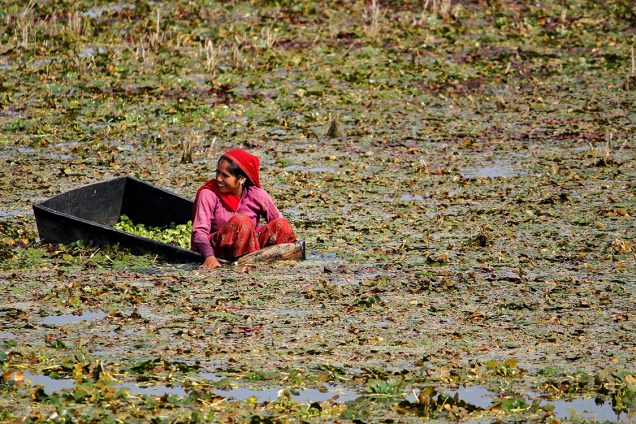 Mulher trabalha coletando castanhas d'água na região de Singada, próximo à Rafjasthan, na Índia - 15/11/2016