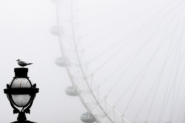 Gaivota em poste de iluminação, próxima à London Eye, em uma manhã nublada na cidade de Londres - 01/11/2016
