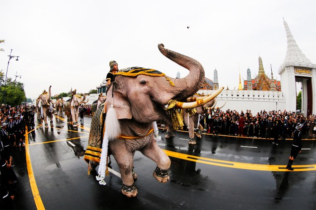 Elefantes realizam desfile em homenagem ao rei tailandês Bhumibol Adulyadej, na cidade de Bangcoc - 08/11/2016