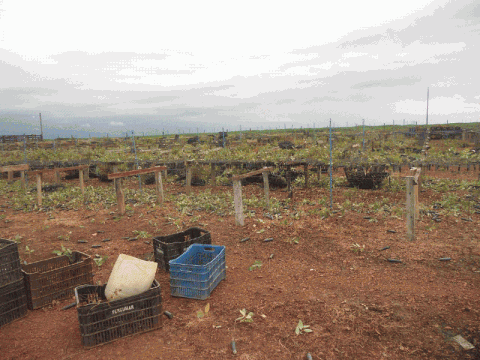 Invasão fazenda de Kátia Abreu 3