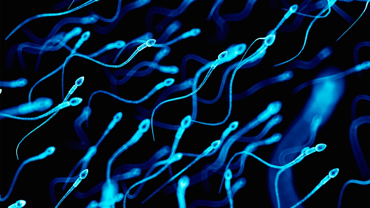 Espermatozóides podem nadar em círculo