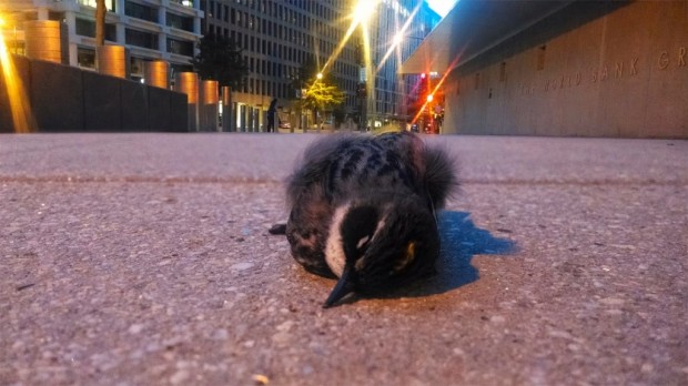 Pássaro encontrado morto depois de trombar com o prédio do Banco Mundial, em Washington, durante voo noturno