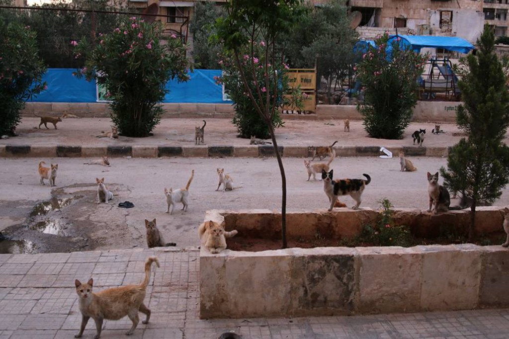 Abrigo de gatos em Alepo na Síria