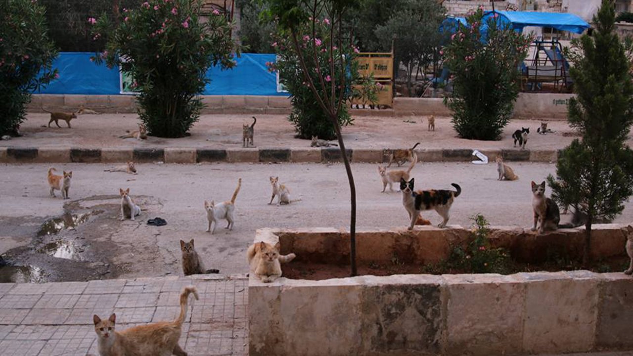 Abrigo de gatos em Alepo na Síria