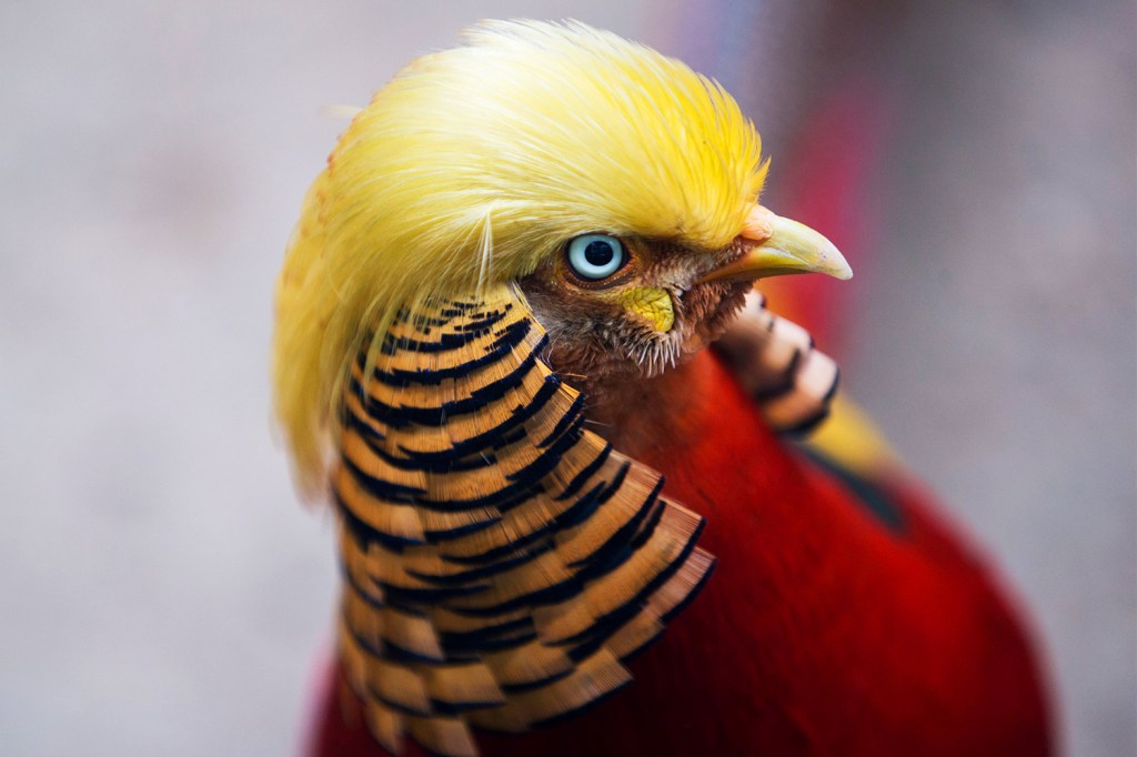 Faisão dourado é visto no safari de Hangzhou, na província chinesa de Zhejiang. Suas penas douradas assemelham-se ao penteado do presidente eleito dos Estados Unidos, Donald Trump - 13/11/2016