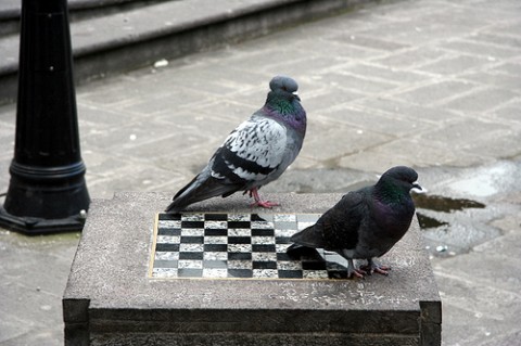 pombo xadrez 2