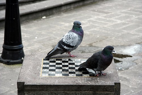 Debater com algumasua pessoas é como jogar xadrez com um pombo