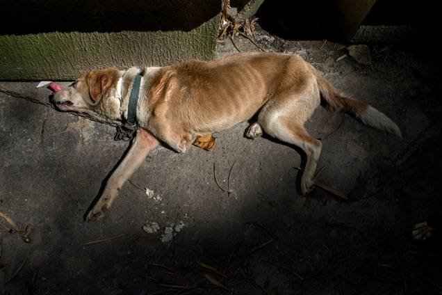 Um cachorro dorme em um abrigo em Los Teques, nos arredores de Caracas. A crise econômica levou muitos venezuelanos a abandonarem seus mascotes, que terminam perambulando nas ruas ou em abrigos de voluntários.