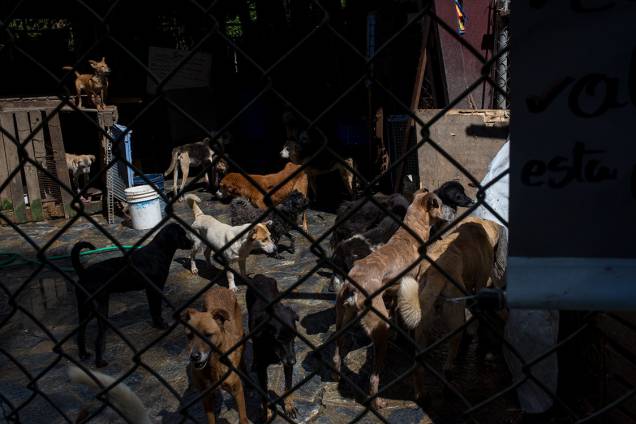 Um abrigo administrado por voluntários cuida de dezenas de cachorros em  Los Teques, nos arredores de Caracas. A crise econômica levou muitos venezuelanos a abandonarem seus mascotes, que terminam perambulando nas ruas ou em abrigos de voluntários.