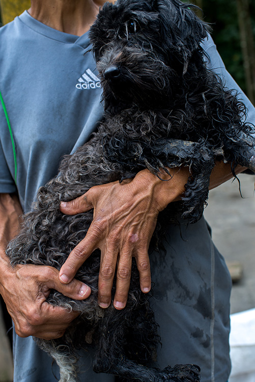 A aposentada Maria Arteaga cuida de dezenas de cachorros  em um abrigo em Los Teques, nos arredores de Caracas. A crise econômica levou muitos venezuelanos a abandonarem seus mascotes, que terminam perambulando nas ruas ou em abrigos de voluntários.