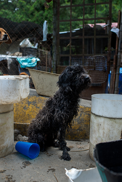 Uma poodle de três anos está entre os cachorros abandonados em um abrigo em Los Teques, nos arredores de Caracas. A crise econômica levou muitos venezuelanos a abandonarem seus mascotes, que terminam perambulando nas ruas ou em abrigos de voluntários.