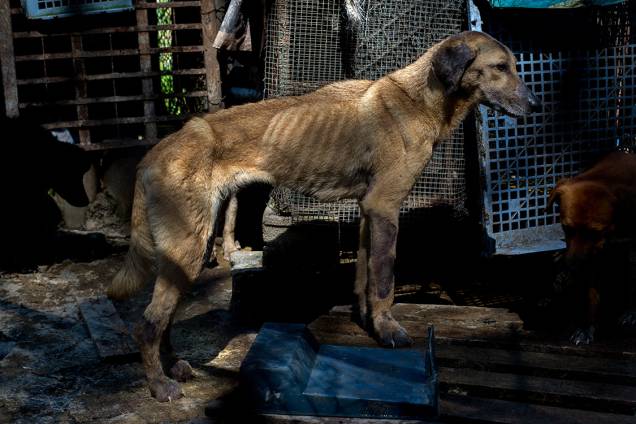 Um cão desnutrido está entre as dezenas de cachorros  abandonados em um abrigo em Los Teques, nos arredores de Caracas. A crise econômica levou muitos venezuelanos a abandonarem seus mascotes, que terminam perambulando nas ruas ou em abrigos de voluntários.