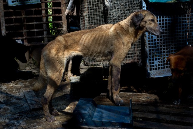 Um cão desnutrido está entre as dezenas de cachorros  abandonados em um abrigo em Los Teques, nos arredores de Caracas. A crise econômica levou muitos venezuelanos a abandonarem seus mascotes, que terminam perambulando nas ruas ou em abrigos de voluntários.