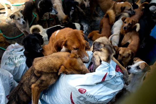 Dezenas de cachorros tentam se alimentar em um abrigo em Los Teques, nos arredores de Caracas, em outubro de 2016. A crise econômica levou muitos venezuelanos a abandonarem seus mascotes, que terminam perambulando nas ruas ou em abrigos de voluntários.