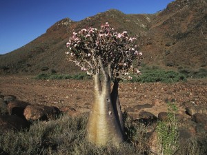 UNSPECIFIED - CIRCA 2005:  Yemen, Socotra Island, Monti Haggier, Desert rose (Adenium obesum), endemic vegetation.  (Photo By DEA / C. DANI I. JESKE/De Agostini/Getty Images)