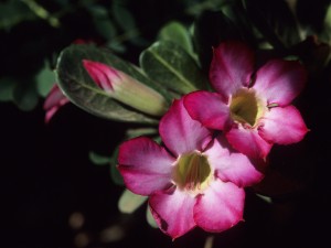 KENYA - 1991/01/01: Kenya, Samburu, Desert Rose Blossoms, Adenium obesum, Apocynaceae Family. (Photo by Wolfgang Kaehler/LightRocket via Getty Images)