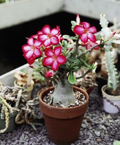 UNSPECIFIED - JANUARY 27: Desert rose (Adenium obesum), Apocynaceae. (Photo by DeAgostini/Getty Images)