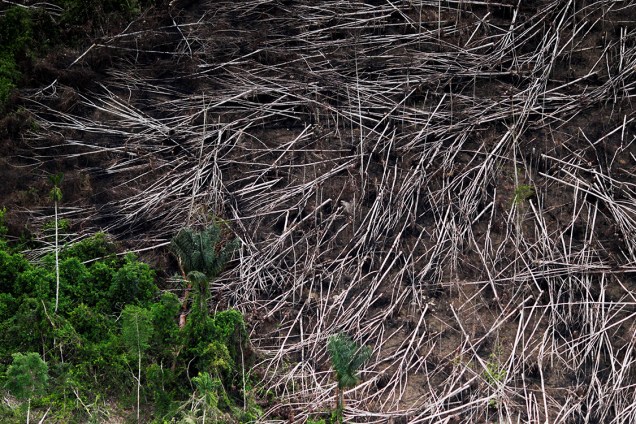 Vista aérea de uma clareira aberta clandestinamente, durante operação do Ibama de combate à extração ilegal de madeira, no Pará