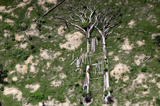 Árvores extraídas ilegalmente são vistas durante operação do Ibama de combate à extração ilegal de madeira, no Pará