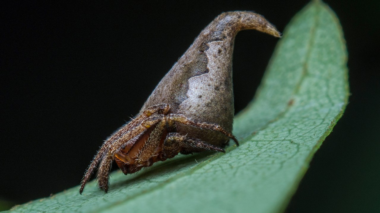 Espécie de aranha, Eriovixia gryffindori