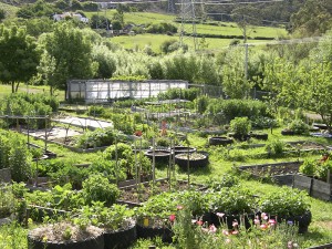 View of garden beds of various vegetables growing in a community garden in a suburban shared use allotment