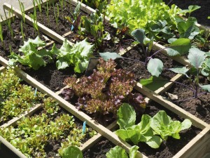 Vegetable garden with assortiment vegetables and cold container