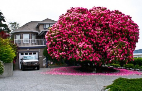 Rododendro de mais de 125 anos no Canadá