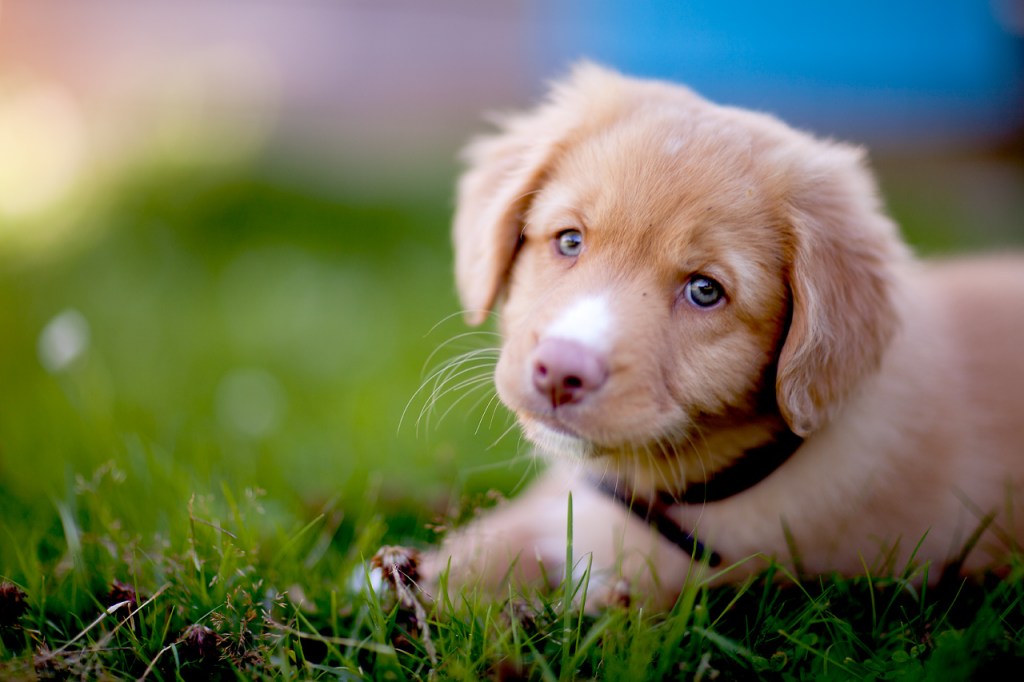 Pesquisadora da Universidade de Sidney aponta motivos cientificamente embasados para amarmos tanto nossos cães de estimação -
