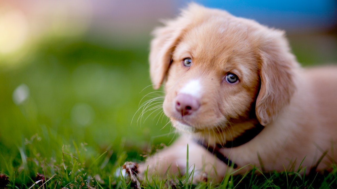 Pesquisadora da Universidade de Sidney aponta motivos cientificamente embasados para amarmos tanto nossos cães de estimação -